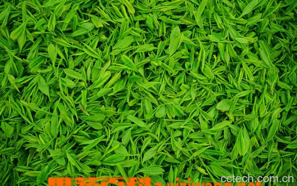 果蔬百科白茶用什么杯冲泡-0