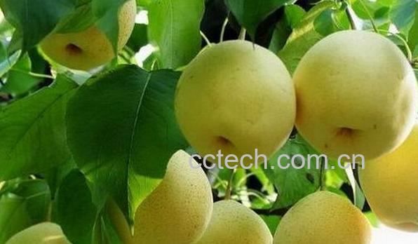 果蔬百科严州雪梨-0