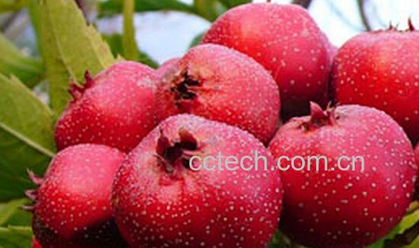 果蔬百科兴隆红果-0