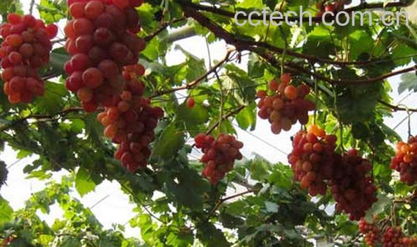 果蔬百科神园葡萄-0