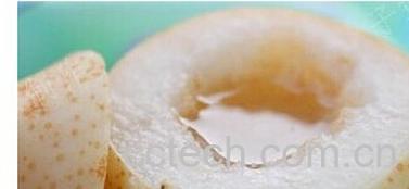 果蔬百科川贝炖雪梨-0