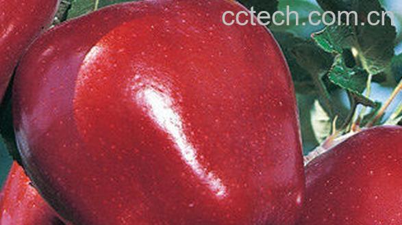 果蔬百科五爪苹果-0