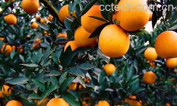 果蔬百科温州蜜橘-0