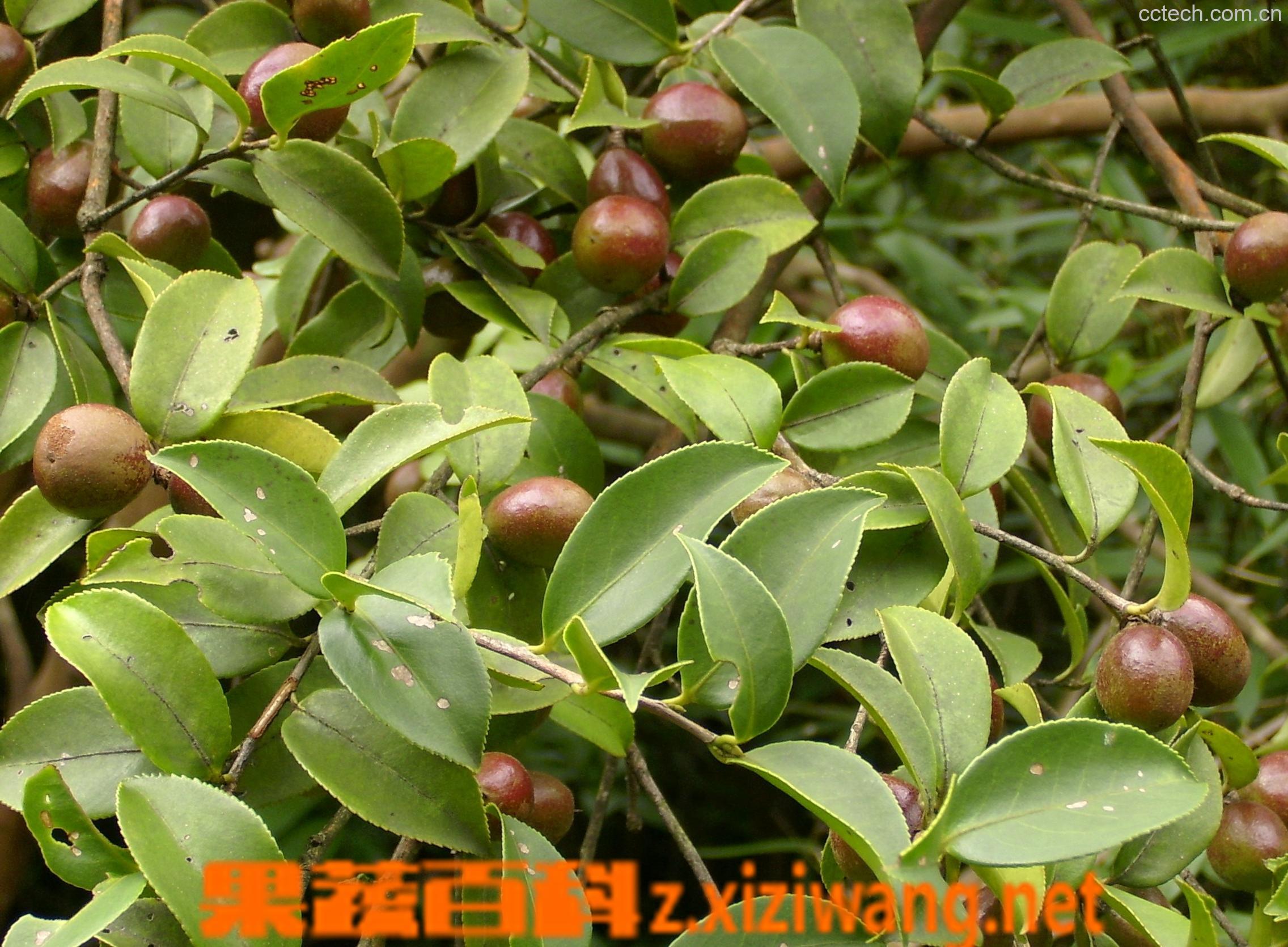 果蔬百科茶油对头发功效与作用-0