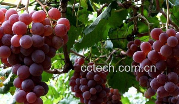 果蔬百科清徐葡萄-0