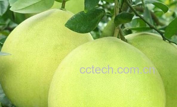 果蔬百科南康蜜柚-0