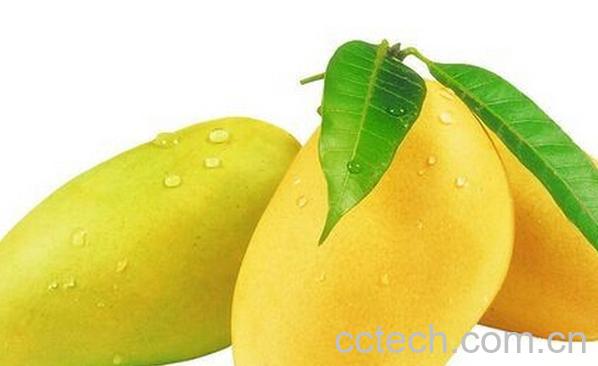 果蔬百科象牙芒果-0