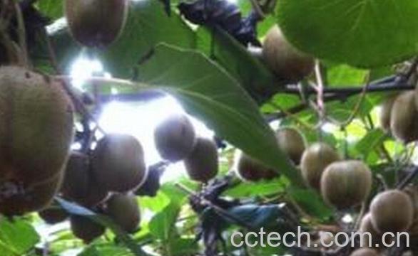 果蔬百科武植三号-0