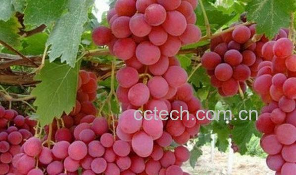 果蔬百科晚红葡萄-0