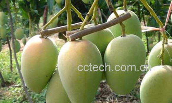 果蔬百科田阳香芒-0