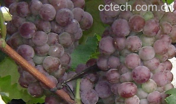 果蔬百科蜜利葡萄-0