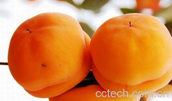 果蔬百科磨盘柿子-0