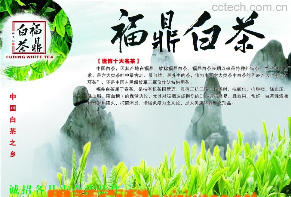 果蔬百科福鼎白茶特点功效-0
