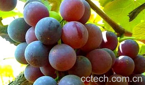 果蔬百科米勒葡萄-0