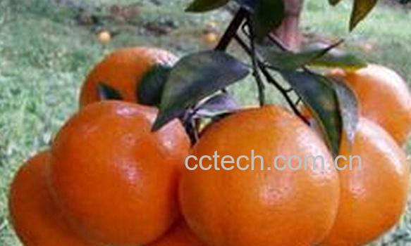 果蔬百科桔橙七号-0