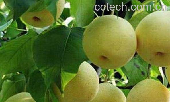 果蔬百科孟津梨-0