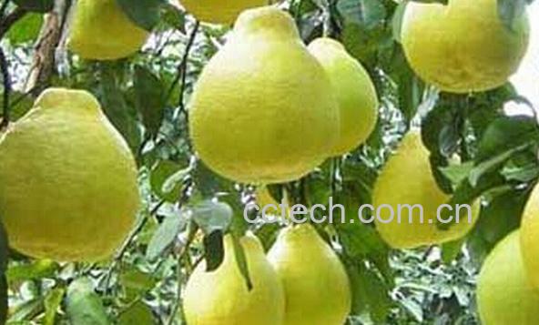 果蔬百科长寿沙田柚-0