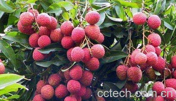 果蔬百科野生荔枝-0