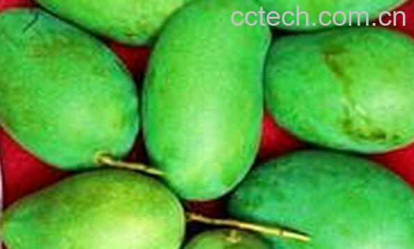 果蔬百科黑香芒果-0