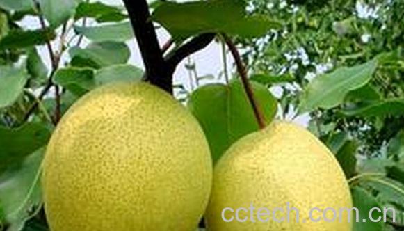 果蔬百科晋酥梨-0