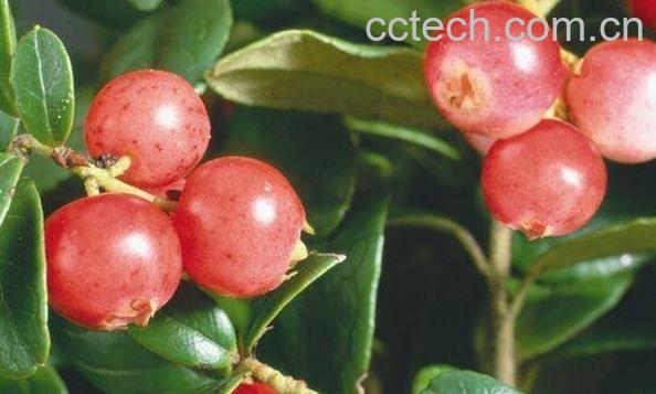 果蔬百科卡姆果-0