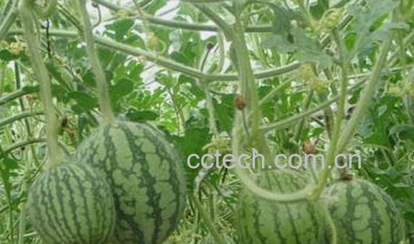 果蔬百科迷你西瓜-0