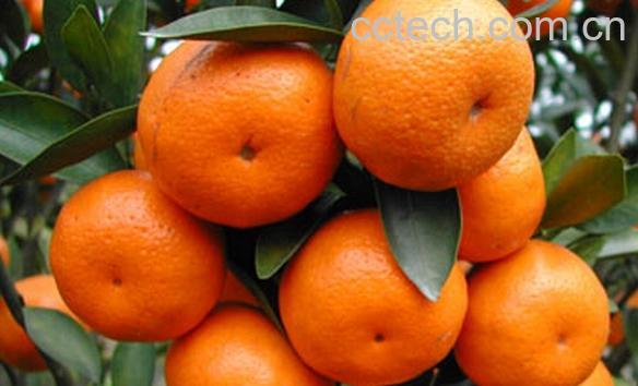 果蔬百科龙门年桔-0