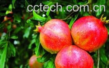 果蔬百科石榴-0