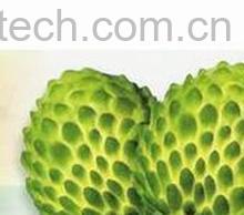 果蔬百科凤梨释迦-0