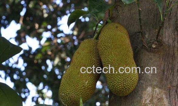 果蔬百科尖蜜拉-0