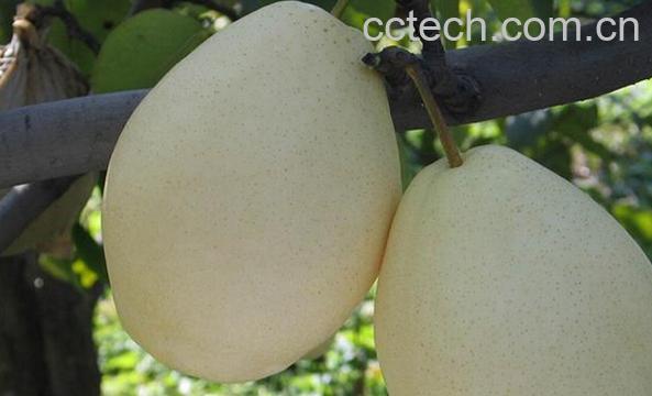 果蔬百科晋蜜梨-0