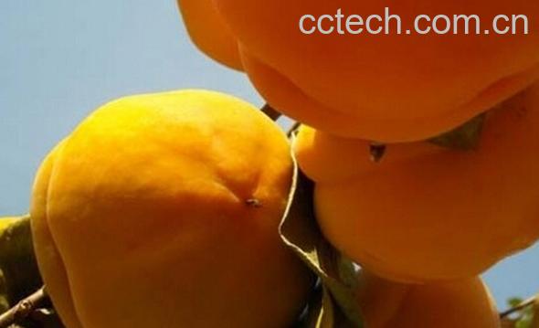 果蔬百科磨盘柿-0