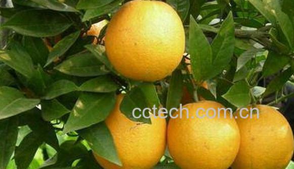 果蔬百科开县锦橙-0