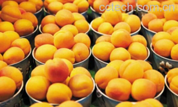 果蔬百科金州黄桃-0