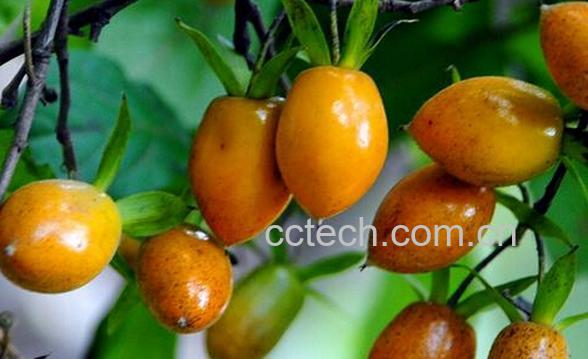 果蔬百科老鸦柿-0