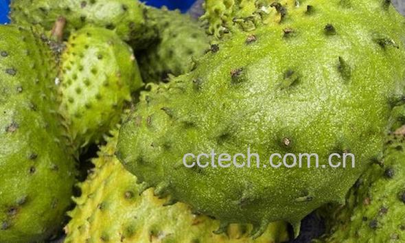 果蔬百科榴莲属-0