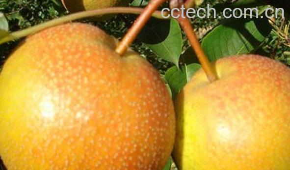 果蔬百科尖把梨-0