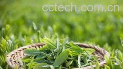 果蔬百科喝绿茶有什么好处和坏处-0