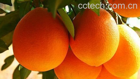 果蔬百科晚棱脐橙-0