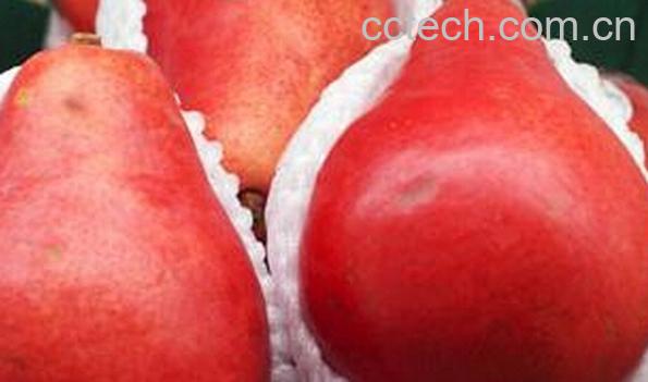 果蔬百科红啤梨-0