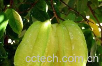 果蔬百科杨桃-0