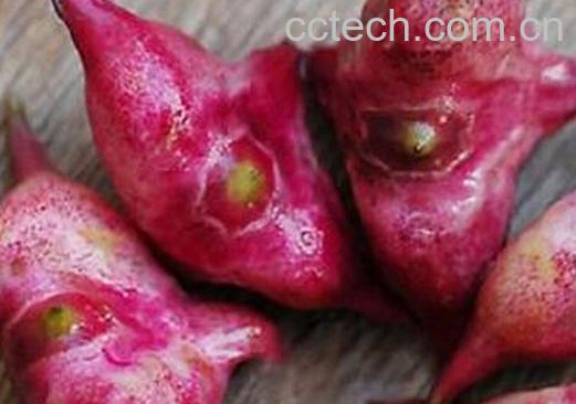 果蔬百科绍兴菱-0