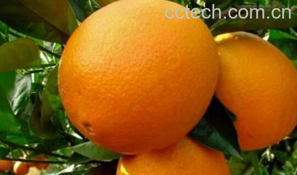 果蔬百科宜昌橙-0