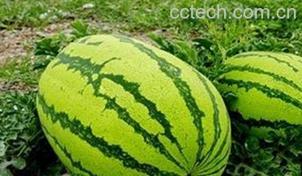 果蔬百科硒砂瓜-0