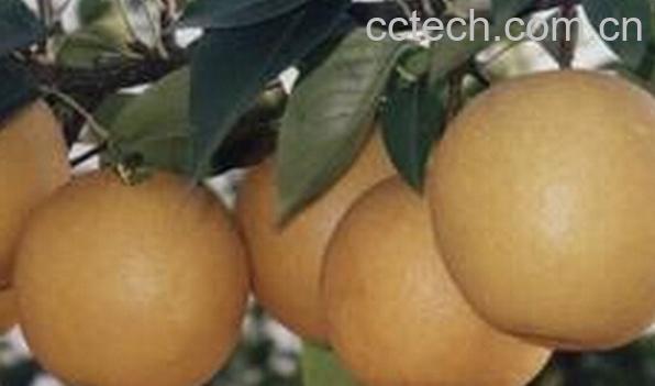 果蔬百科山阴梨-0