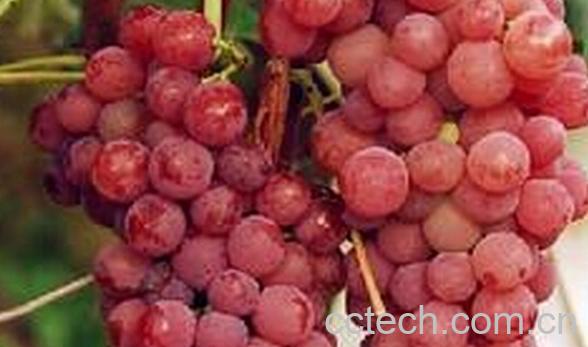 果蔬百科早玛瑙-0