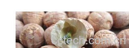 果蔬百科旱红莲-0