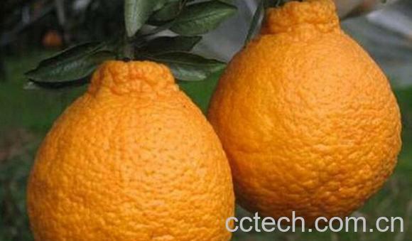 果蔬百科三宝柑-0