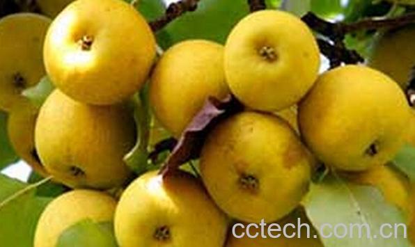 果蔬百科软儿梨-0