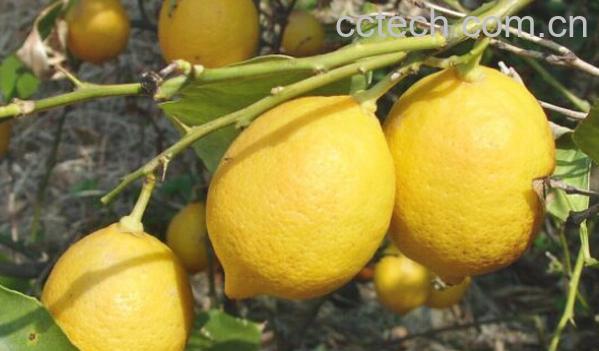 果蔬百科香柠檬-0